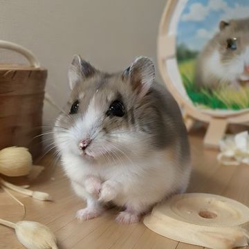 [SD 1.5][LORA]hamster Hamster